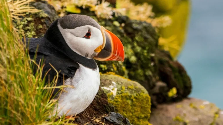 The Best Places To See Wild Puffins Roam (That Aren’t Acadia National Park)