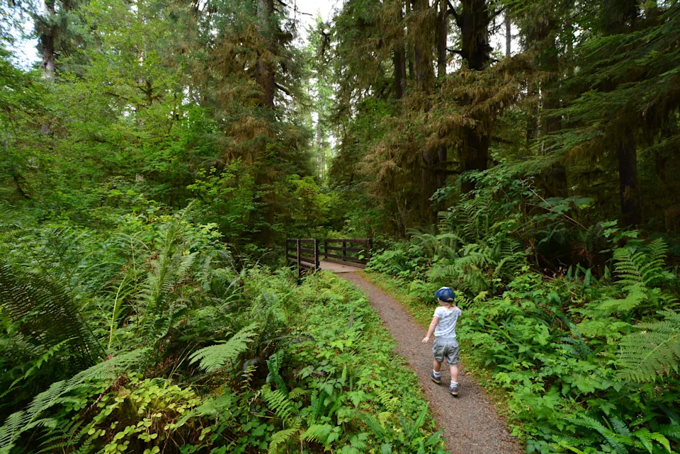 Small boy walking down a trail at Quinault Rain Forest, Olympic National Park, Washington.