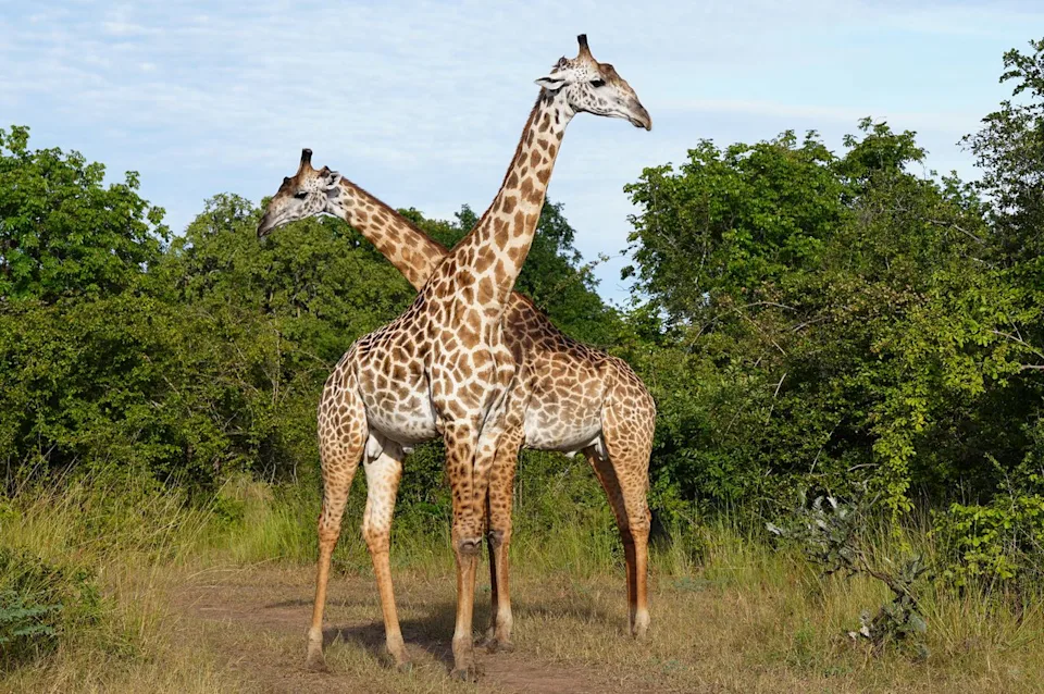Alisha Prakash/Travel + Leisure Giraffes seen in the national park.