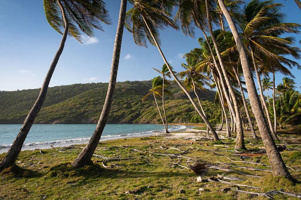 Marc Guitard / Getty Images Palm trees along a beach on Bequia.