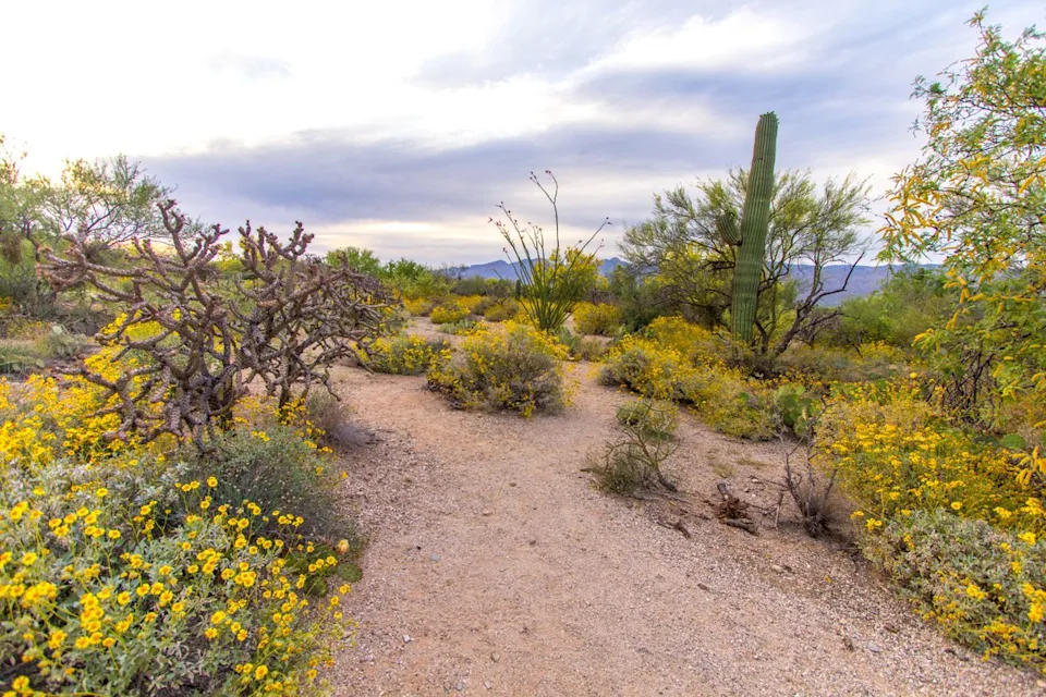 ehrlif / Getty Images Yellow flowers during spring in Saguaro National Park.