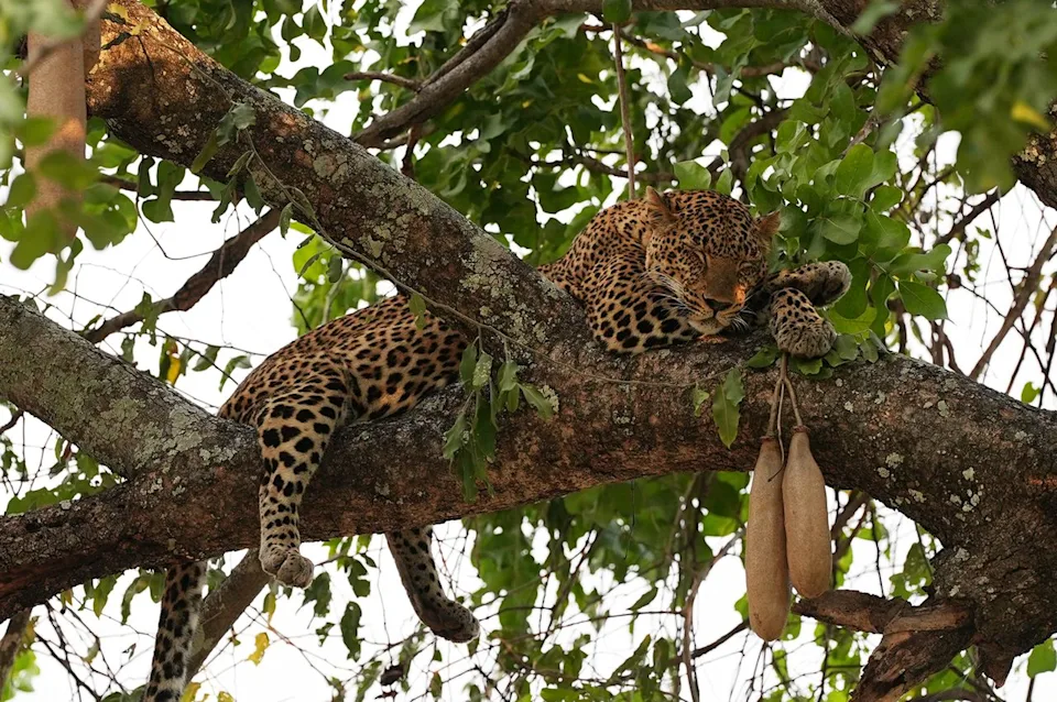 Alisha Prakash/Travel + Leisure A leopard lounging in a tree in South Luangwa National Park.
