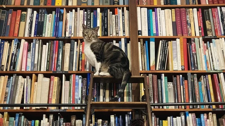 Peter, the bookstore cat, at Old Florida Book Shop