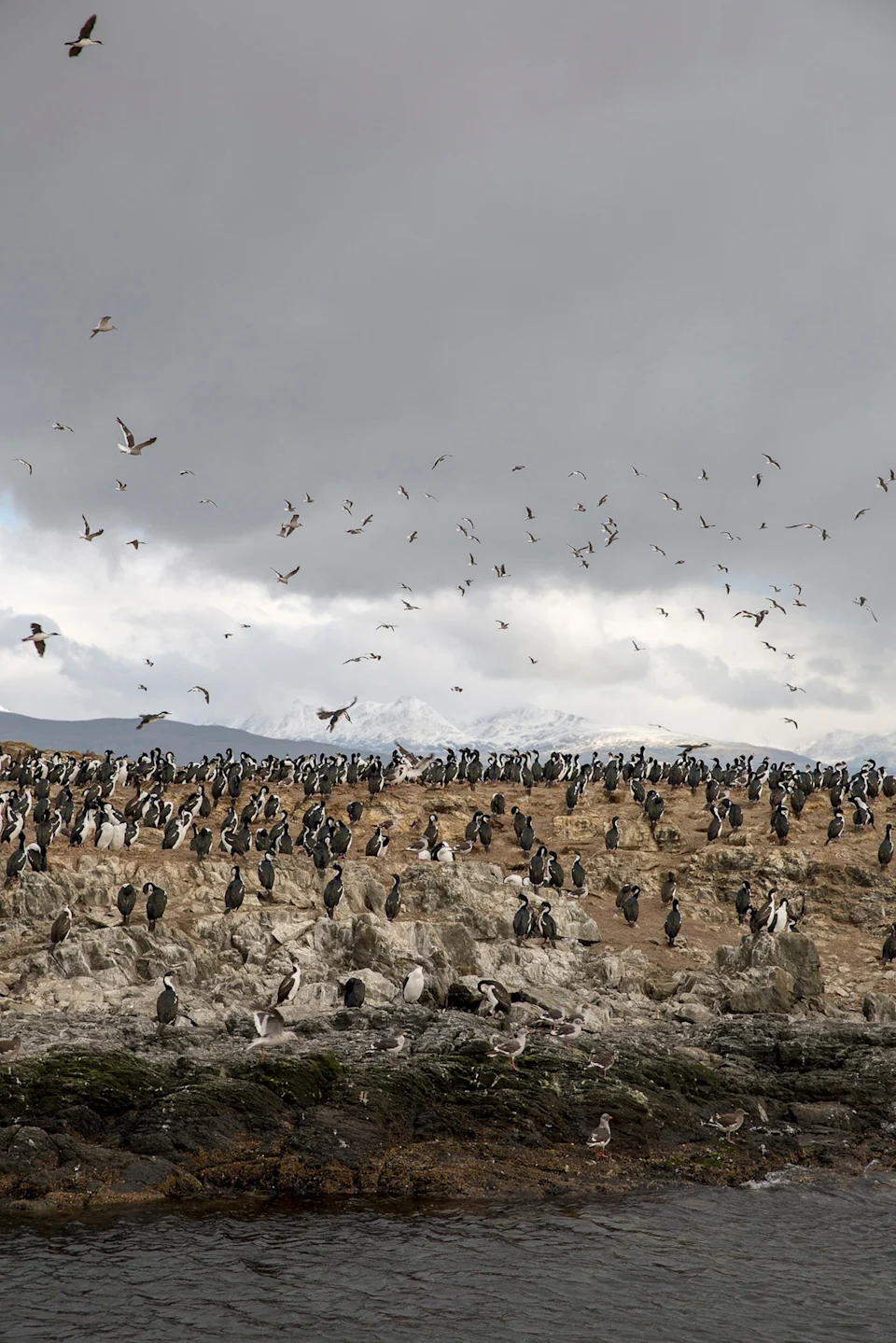 ARGENTINA / Tierra del Fuego / Ushuaia / bird colony on a rock.