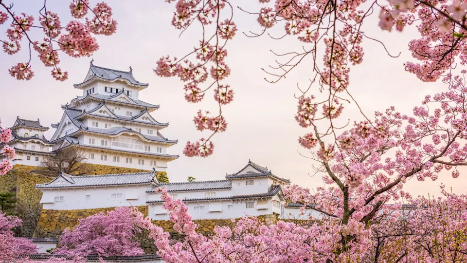 Himeji, Japan at Himeji Castle during spring cherry blossom season.
