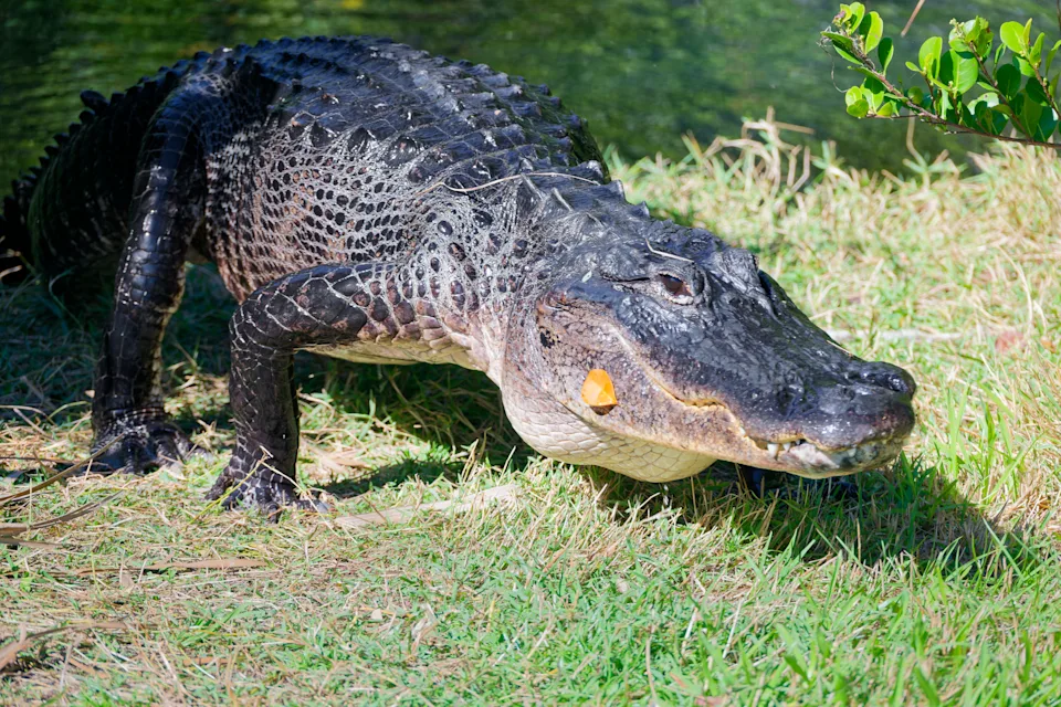 A 5-Star Day in Everglades National Park. While exploring the Shark Valley portion of Everglades National Park, I had an amazing time, even coming across this American Alligator as it emerged from a nearby canal! I captured this image of it with a view extending to the west. Even though this seemed up close, I had a chance to use a NIKKOR Z 28-400mm f/4-8 VR on my Nikon Z8 Mirrorless Camera and was able to zoom in with the focal length to have the alligator fill most of the image from my far off distance.
