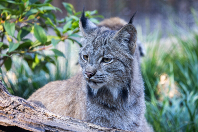 Behind the scenes with the newest Canadian lynx at the National Zoo