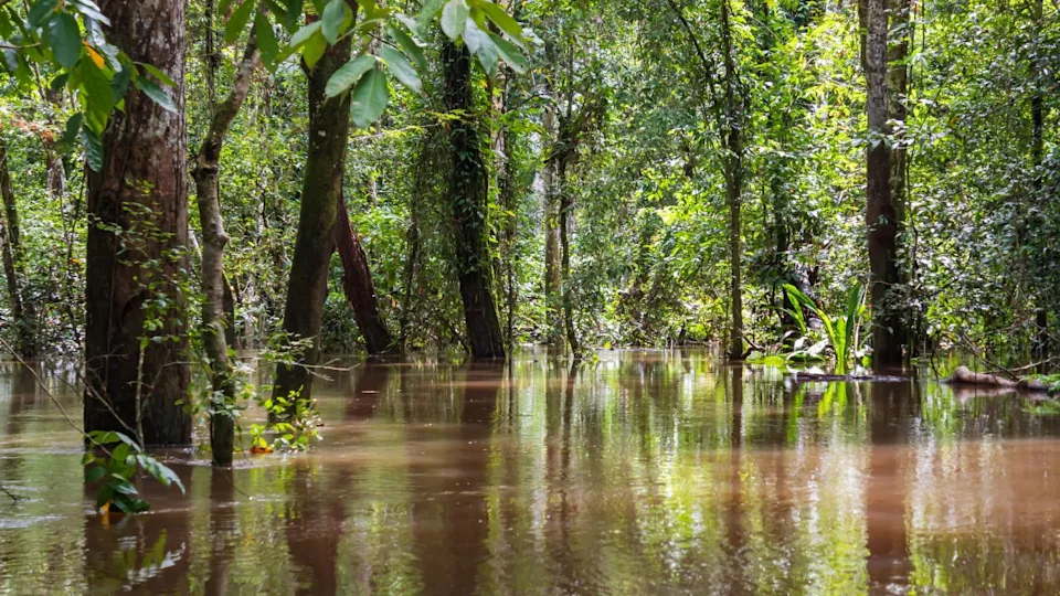 Amazonia. Rain forest near the Javari River, the tributary of the Amazon River. Selva on the border of Brazil and Peru. South America. Hight water season. March 2025