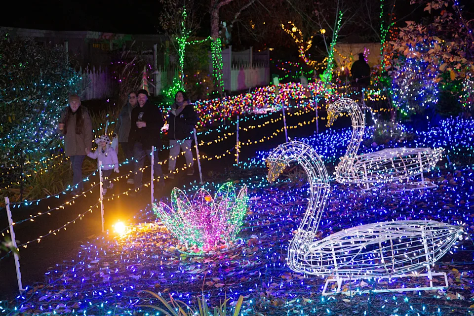 A pair of swans are on display at the Silverton Christmas Market on Nov. 23, 2024.