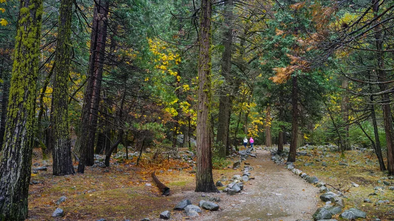 A path leads through the woods alongside Bridalveil Creek, Yosemite