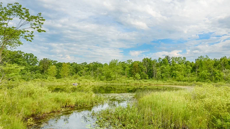 A lake and trees in Bald Mountain Recreation Area near Lake Orion, Michigan