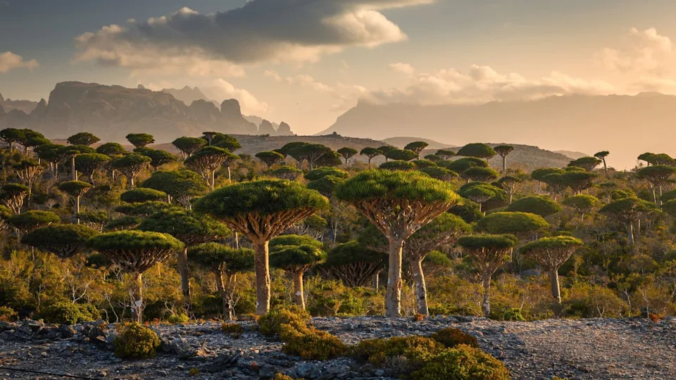 Firmihin Dragon`s Blood Tree Forest in Socotra- the only one of its kind in the world. Symbol of the island Socotra