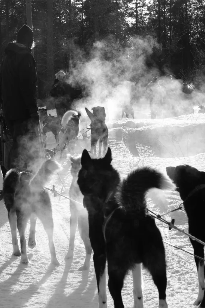 Gold Rush is 120 times the size of Vail — and dog-friendly! GRH