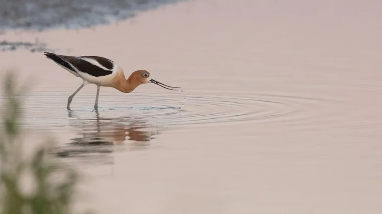 An American avocet drinking in lake