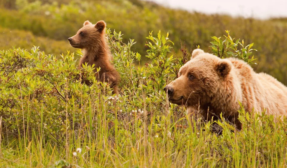 Grizzly bear and its cub in the wild, looking sideways, at Denali National Park, Alaska