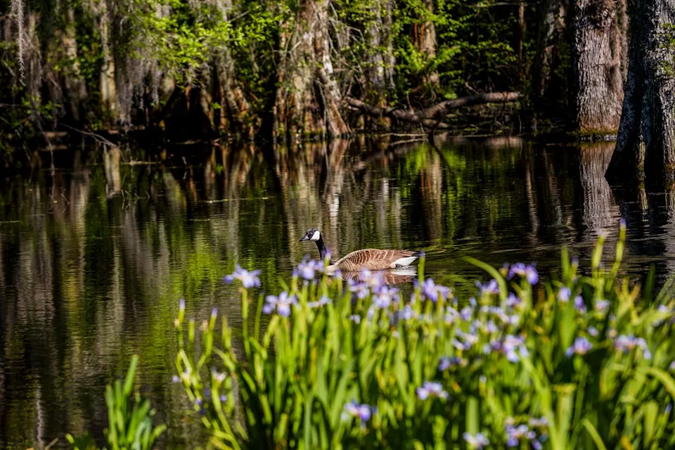 Discover South Carolina Spring time in at Swan Lake Iris Gardens.