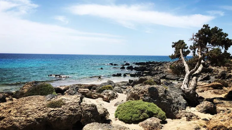 Sand covered by rocks and a juniper tree, with blue waters in the background in Kedrodasos Beach