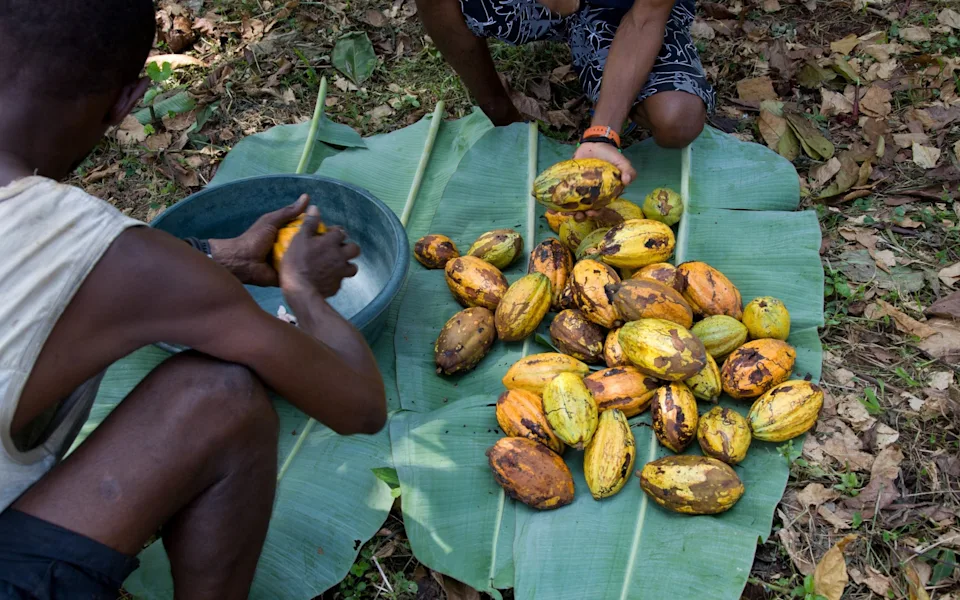 Two farmers opening the cocoa fruits to extract the seeds at Terreiro Velho on Principe island.