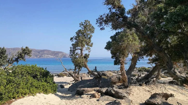 Juniper trees on sand with blue water and a hill in the background in Kedrodasos Beach