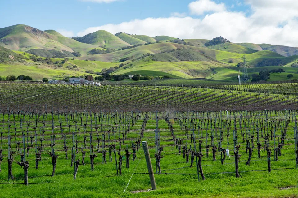 Jill Clardy/Adobe Stock Rolling hills in vineyards in San Luis Obispo.