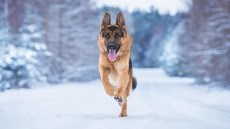 German Shepherd Gets an Unexpected Face Full of Snow and It’s Pure Cuteness