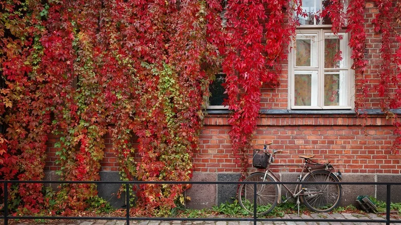 Helsinki, Finland: Bicycle parked leaning against a brick wall, highlighted by red autumn leaves in the background