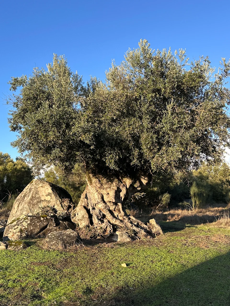 2,000-year old olive tree and barrocal