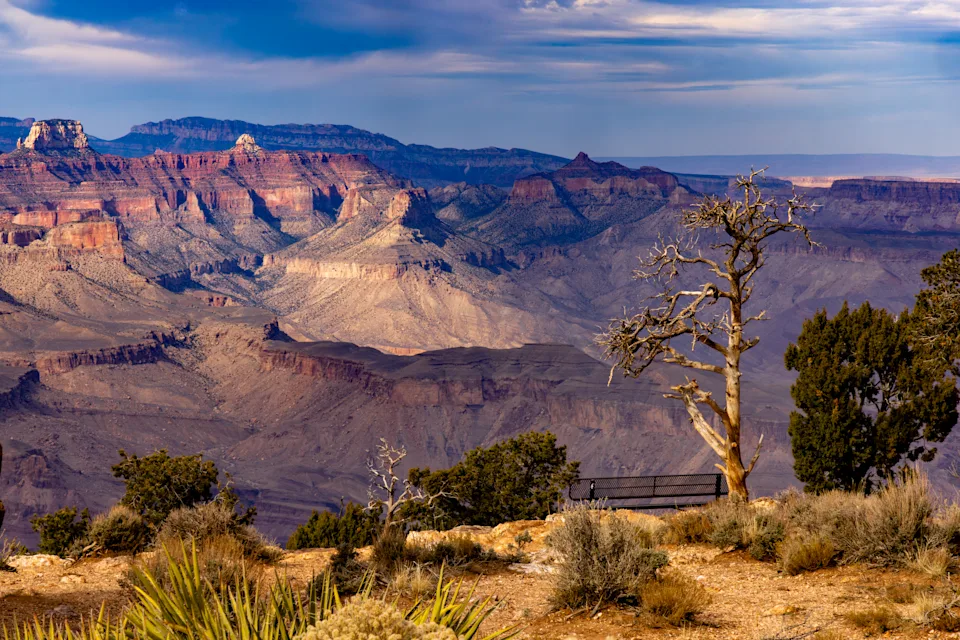 A dead tree and desert vegetation frame a wide view of the canyon’s layered rock formations, revealed in late-day light along the South Rim. The exposed cliffs represent millions of years of geological history shaped by the Colorado River. As visitation increases each year, conservation management remains essential to protect the park’s fragile desert ecosystems and scenic viewpoints for future generations.