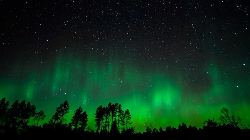 Trees underneath green aurora borealis.