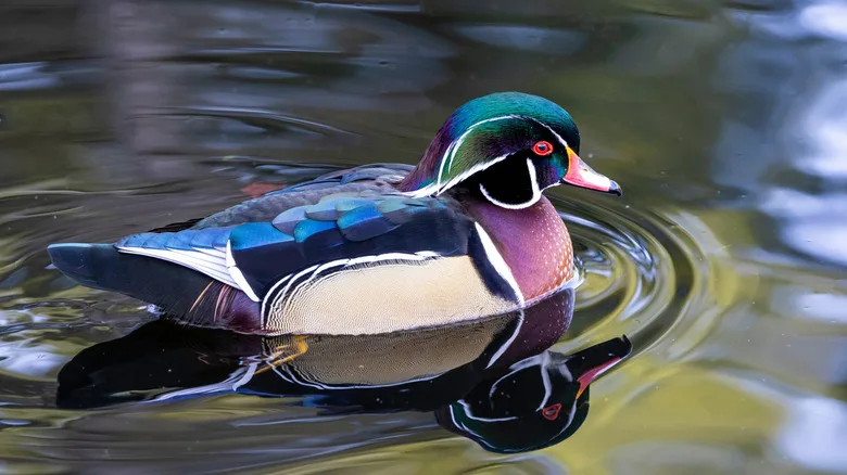 Sammamish duck glides on lake