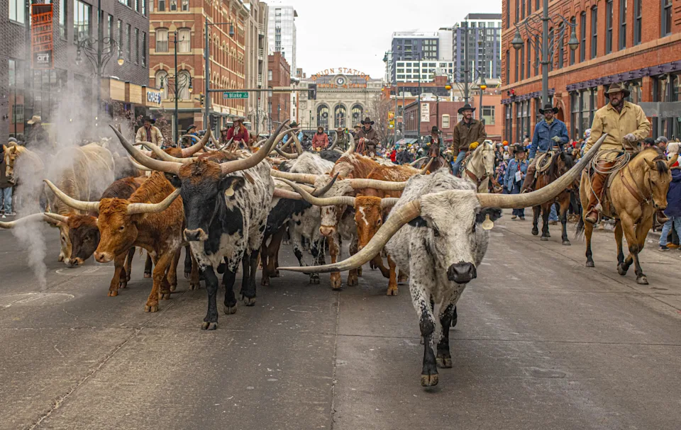 Longhorn cattle walking through downtown Denver during the National Western Stock Show Parade.