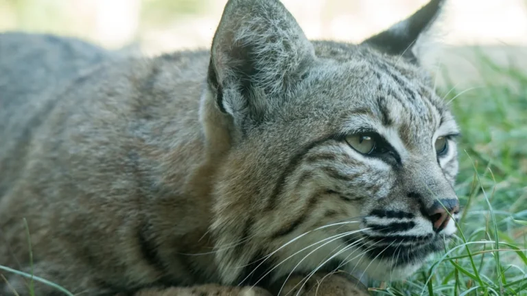 California’s Tucked-Away Mountain Sanctuary Is A Scenic Wildlife Ranch Nurturing Indigenous Animals