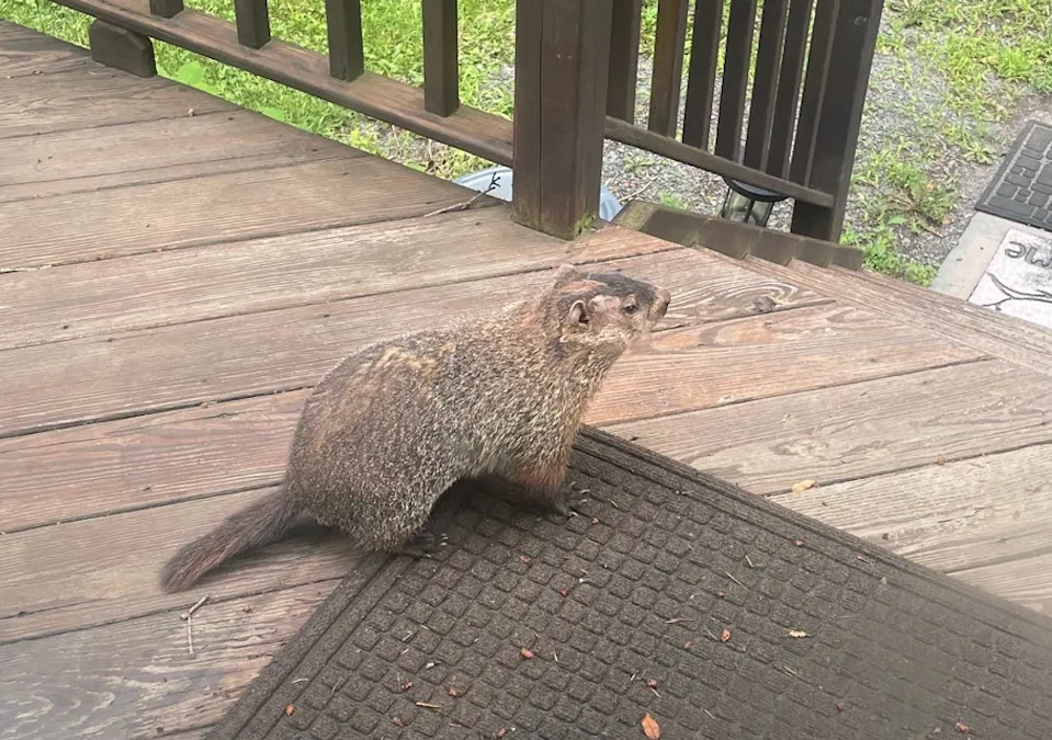 A groundhog on my deck.