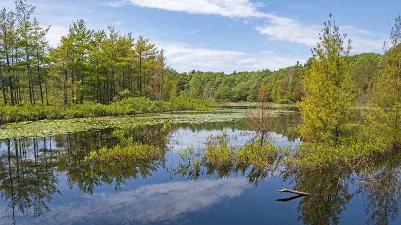 Lost Lake in Muskegon State Park