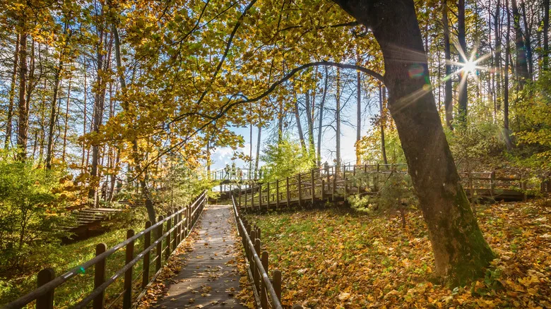 A cozy autumn view of a wooden boardwalk flanked by tall trees in Puckoriu atodanga in Pavilniai Regional Park's in Vilnius, Lithuania