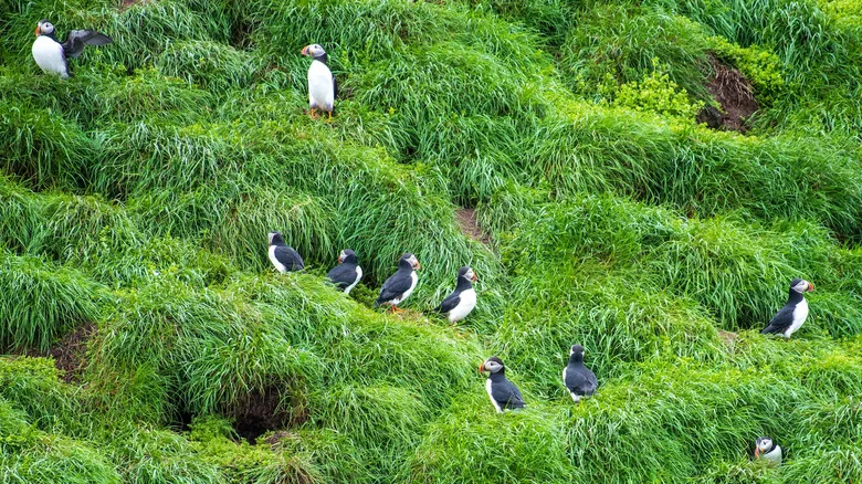 Puffins in green bushes at Witless Bay, Canada