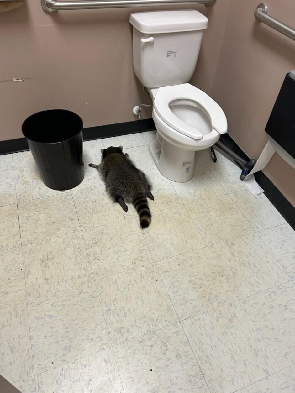 The "suspect" raccoon passing out in the bathroom.