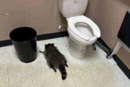 The "suspect" raccoon passing out in the bathroom.