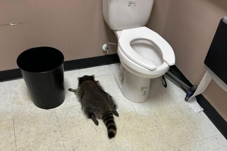 Raccoon gets drunk at Virginia ABC store, passes out in bathroom