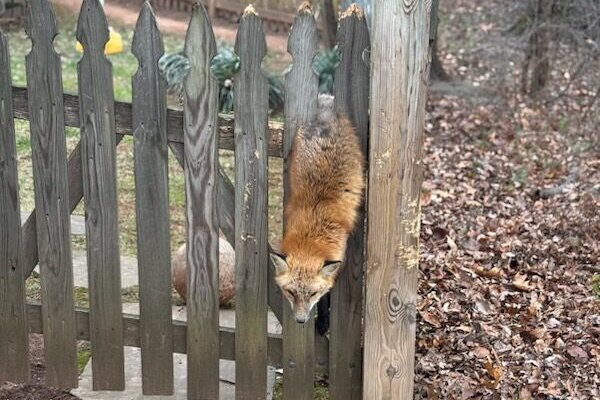 Fox rescued in Fairfax County after being stuck in fence