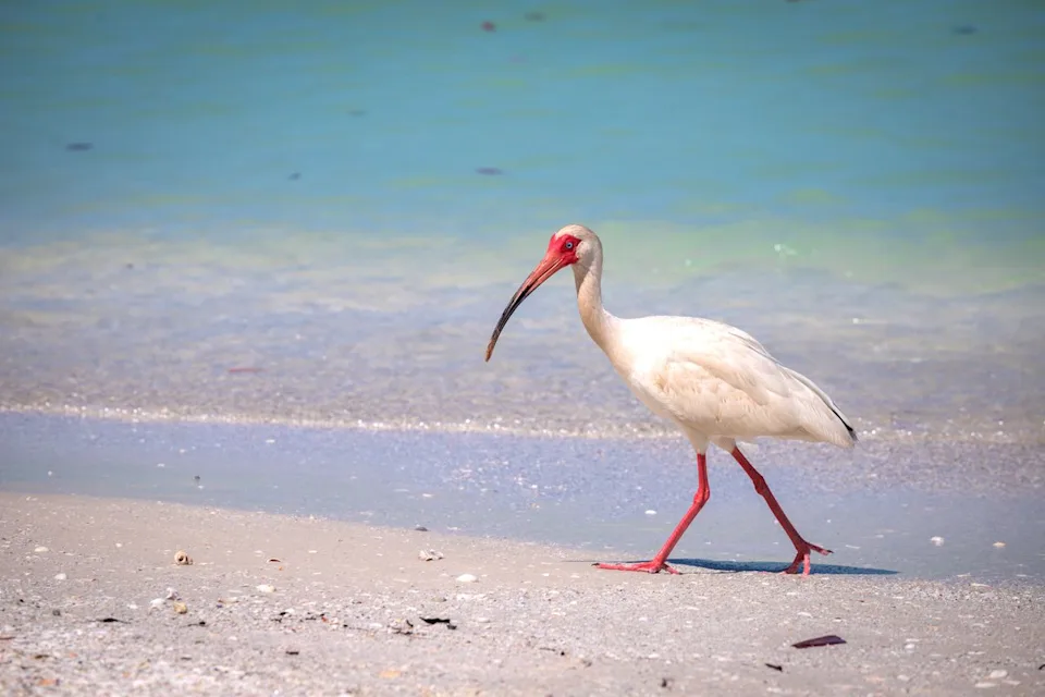 iStockphoto/Getty Images An ibis walks the shoreline in Naples.