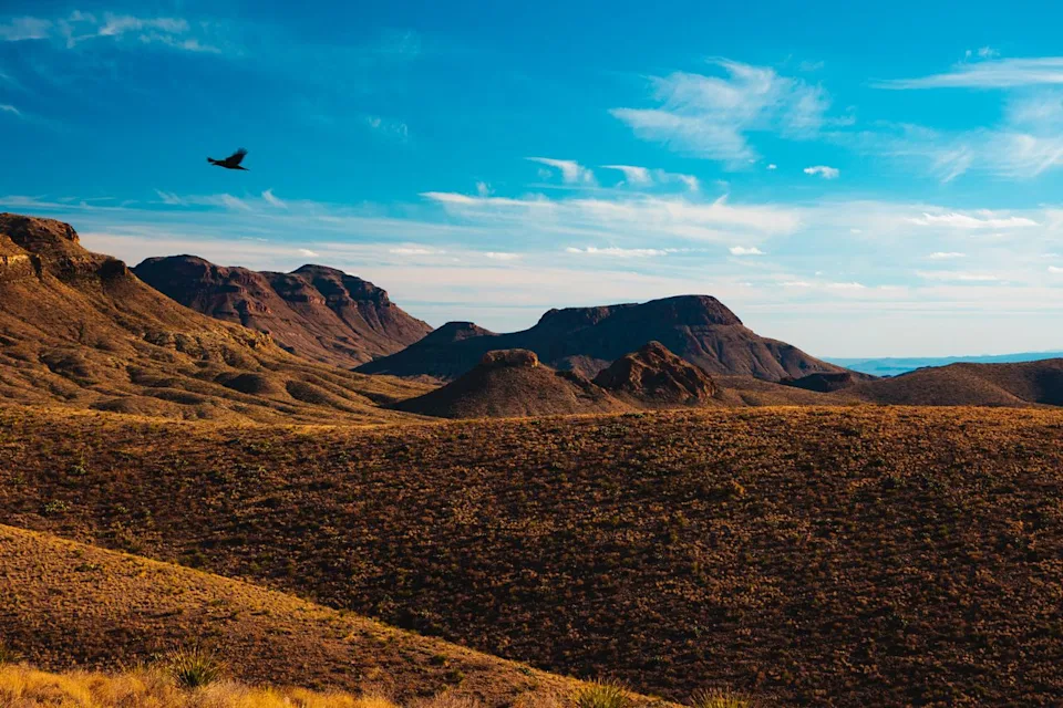 Jon Mattrisch/Travel + Leisure Bird flying over the landscape in Big Bend National Park in Texas.