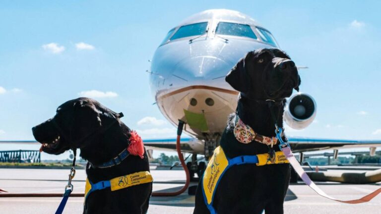 Here’s how to make traveling with your best furry friend a memorable experience