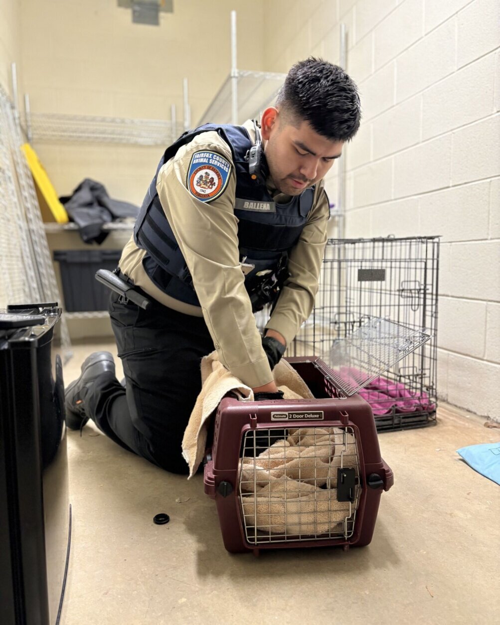 Authorities rescue fox