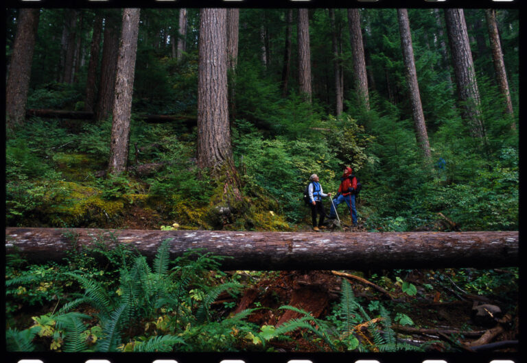 9 stunning places worth seeing in Olympic National Park
