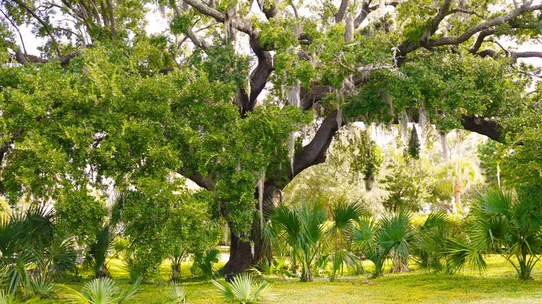 Old oak growth on Daniel Island, South Carolina