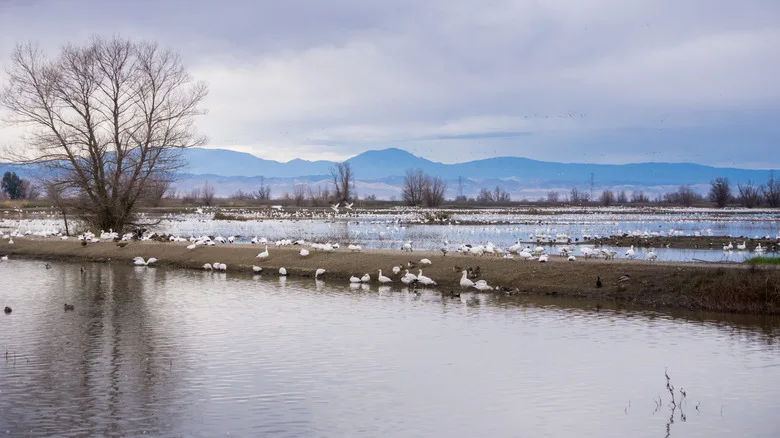 Wetlands and birds at Colusa-Sacramento River State Recreational Area