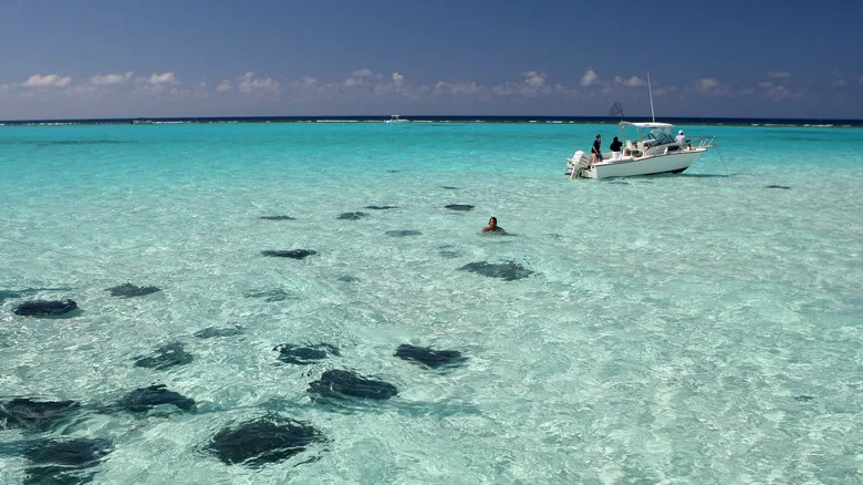 Stingray City Grand Cayman