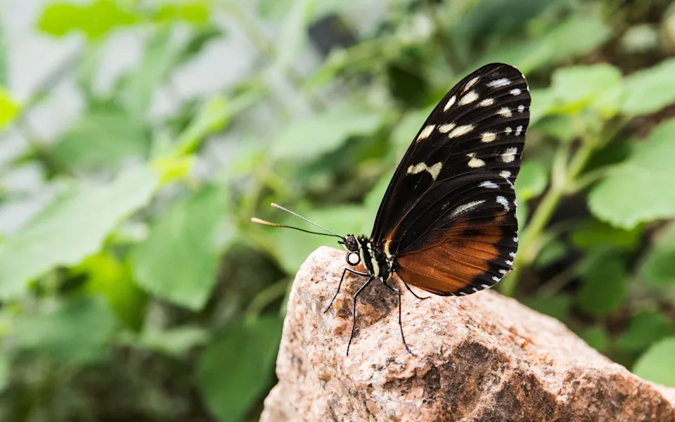 Jersey Zoo; Jersey things to do