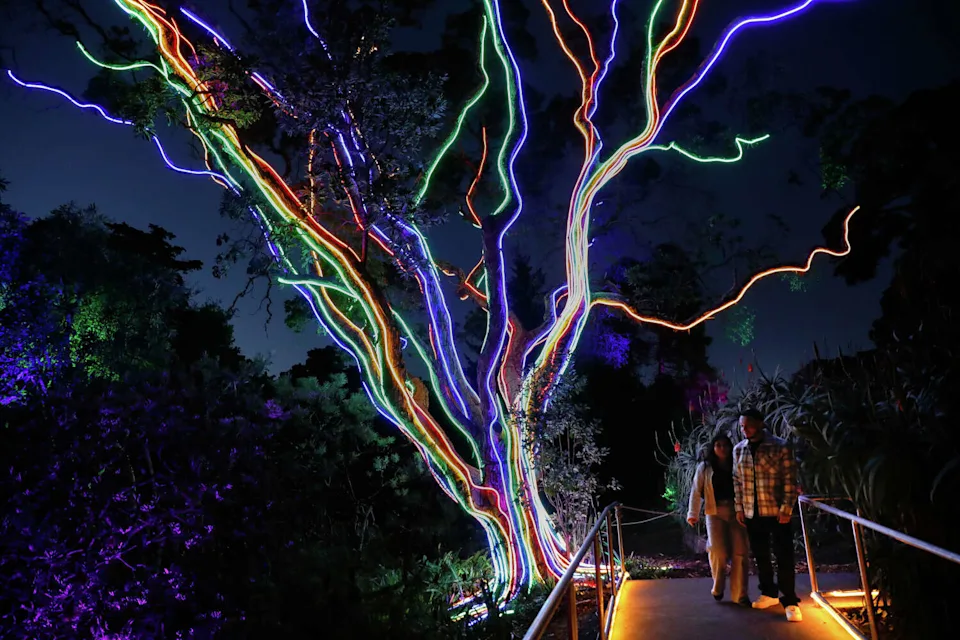 Visitors walk past a Canary Island strawberry tree transformed into the Neon Strawberry Tree at Lightscape at the San Francisco Botanical Garden on Nov. 21. (Lea Suzuki/S.F. Chronicle)